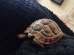Rehomed...Spur Thighed : Young approx 4 years old (Speedy)